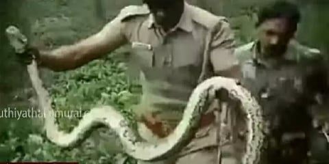 நீலகிரி: பதுங்கியிருந்த மலைப்பாம்பு - லாவகமாக பிடித்த வனத்துறையினர்