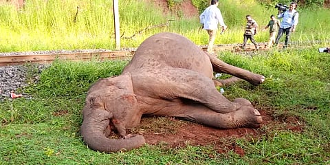 கோவை: ரயில் மோதி பெண் யானை உயிரிழப்பு – வனத் துறையினர் விசாரணை