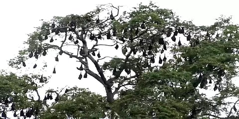 `வவ்வால் இனத்தைப் பெருக்க பட்டாசு வெடிக்கிறதையே விட்டுட்டோம்!’- இப்படியும் ஒரு கிராமம்!