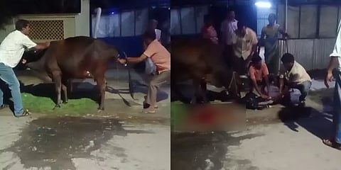 கன்று ஈன சிரமப்பட்ட பசு மாடு! - மனிதநேய செயலால் பார்த்தோரை நெகிழ்ச்சியில் ஆழ்த்திய நபர்!