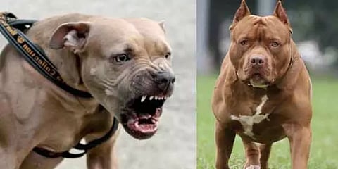 இந்தியாவில் தொடரும் பிட் புல் நாய் தாக்குதல்! பெண் ஒருவருக்கு தலை, கை, கால்களில் 50 தையல்!