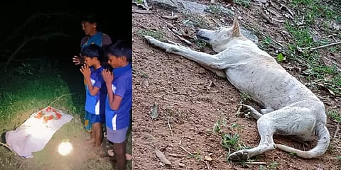 வீட்டிற்குள் நுழைந்த பாம்பை தன் உயிரை கொடுத்து கொன்ற ’நாய்’ - உருக்கமான சம்பவம்