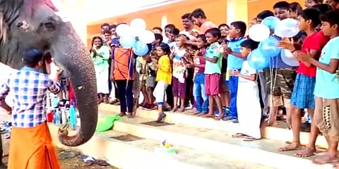 சங்கரன்கோவில்: கோயில் யானையின் பிறந்த நாளை கேக் வெட்டிக் கொண்டாடிய பக்தர்கள்