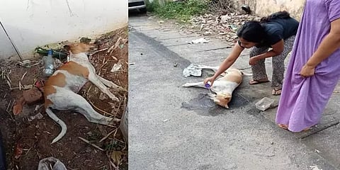 18 நாய்கள் விஷம் வைத்து கொலை - தெருநாய் தொல்லையில் இருந்து தப்ப தவறான முடிவு