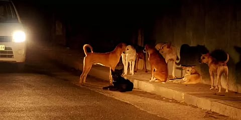 நாய்கள் ஜாக்கிரதை: தீராத தெருநாய்கள் தொல்லை - தீர்வு காணுமா அரசு?