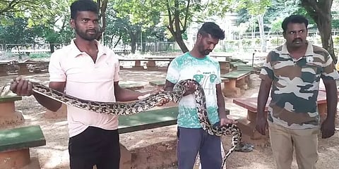 கோழியை விழுங்கிவிட்டு கூலாக வயலில் படுத்திருந்த மலைப்பாம்பு - லாவகமாக பிடித்த இளைஞர்கள்!