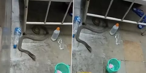 மருத்துவமனை படுக்கையின்கீழ் கூலாக படுத்திருந்த நாகபாம்பால் அலறிய நோயாளிகள் - வைரல் வீடியோ