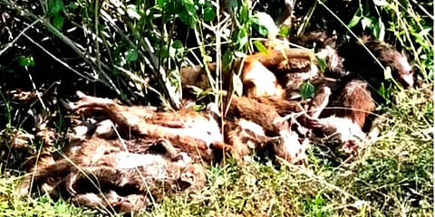 ஆந்திரா: ஒரே இடத்தில் 40-க்கும் மேற்பட்ட குரங்குகள் விஷம் வைத்து கொல்லப்பட்டதா?