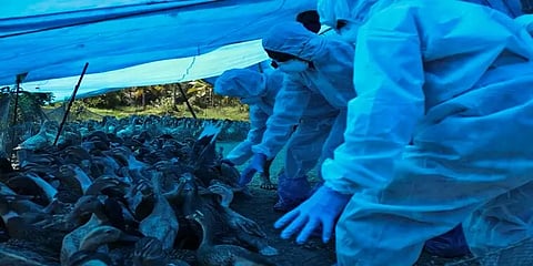 மீண்டும் பரவும் பறவை காய்ச்சல்; 20,471 வாத்துக்களை உடனடியாக கொல்ல கேரள அரசு உத்தரவு!