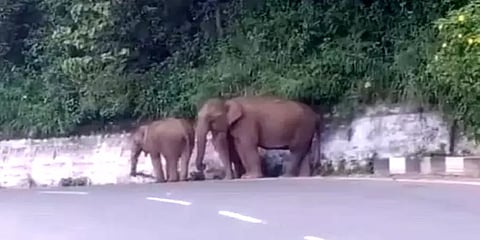 குட்டிகளுடன் சாலையை கடந்த காட்டு யானை கூட்டம் - அச்சத்தில் வாகன ஓட்டிகள்