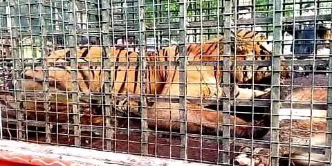 கேரளா: பசுக்களை கொன்று மக்களை அச்சுறுத்திய புலி – வனத் துறையினரின் கூண்டில் சிக்கியது