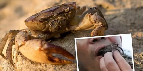 மகளை கடித்த நண்டை பழிவாங்க உயிருடன் விழுங்கிய நபர்.. ஆனால் பழிவாங்கியது யார் தெரியுமா?