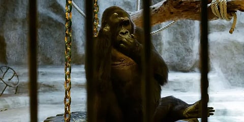 ”கடைசி காலத்திலாவது சுதந்திரம் கிடைக்கட்டும்..” - உலகின் துயரமான கொரில்லாவின் சோகக் கதை!