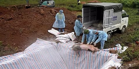 கேரளாவில் பரவியுள்ள ஆப்பிரிக்க பன்றிக் காய்ச்சல் மனிதர்களையும் தாக்குமா?