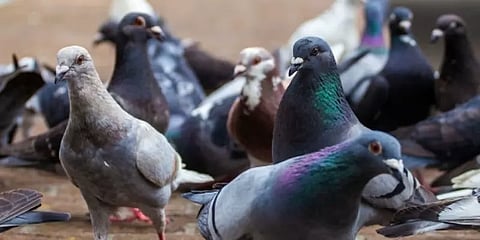 ’சோம்பீஸ்’ ஆகும் புறாக்கள் - பிரிட்டனில் பரவும் மர்ம நோயால் அச்சம்