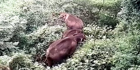 குன்னூர்: சாலையோர சோலைகளில் முகாமிட்டுள்ள காட்டு யானை கூட்டம் - வனத்துறை எச்சரிக்கை