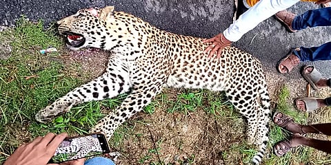 கர்நாடகா: சாலை விபத்தில் சிறுத்தை உயிரிழப்பு – போலீசார் விசாரணை