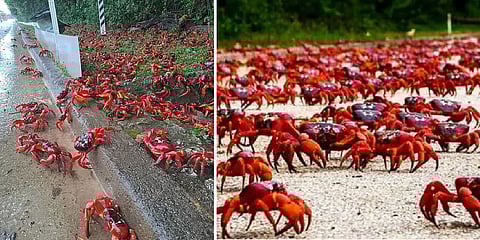 இனப்பெருக்கத்துக்கு செல்லும் நண்டுகளுக்காக சாலையில் பாதை அமைத்துகொடுத்த அரசு!