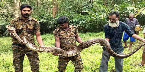 அம்மாடி... எத்ததண்டி: விவசாய நிலத்தில் கிடந்த ராட்சத மலைப்பாம்பு - வனத்துறை அறிவுரை