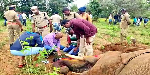மின்வேலியில் சிக்கி பரிதாபமாக உயிரிழந்த காட்டு யானை... கிராமத்தை சூழ்ந்த சோகம்!