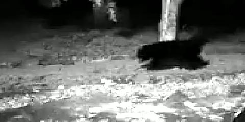 ஓசூர்: குடியிருப்புக்குள் புகுந்த கரடி – சிசிடிவி காட்சியால் பொதுமக்கள் அச்சம்