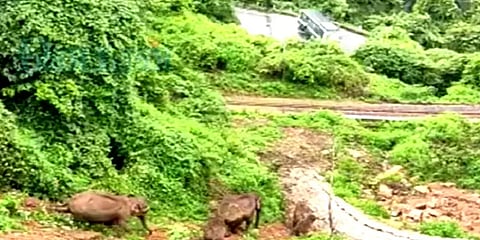 மண்மேட்டில் சறுக்கிச் சென்ற காட்டு யானைகள் - பரவசத்துடன் படமெடுத்த சுற்றுலா பயணிகள்