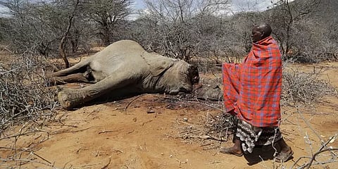 வரலாறு காணாத வறட்சி... 10 மாதங்களில் 205 யானைகள் பலி - இது கென்யாவின் சோகம்