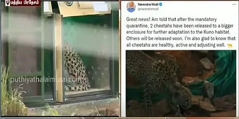 நமீபியா சிறுத்தைகள் இரண்டும் ஆரோக்கியத்துடன் இருப்பது மகிழ்ச்சி - பிரதமர் மோடி