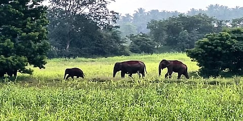 கோவை: ஊருக்குள் புகுந்து சோளக் காட்டுக்குள் முகாமிட்டுள்ள காட்டுயானை கூட்டம்
