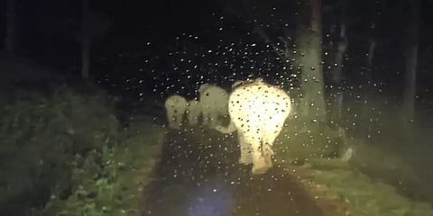 அரசு பேருந்தை வழிமறித்த 17 காட்டு யானைகள் - ஓட்டுனரின் சாதுர்யத்தால் உயிர்தப்பிய பயணிகள்