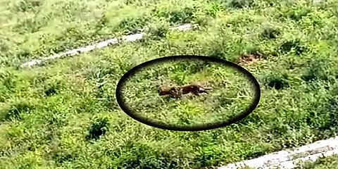 அணையில் ஹாயாக வலம்வந்த சிறுத்தை - அரண்டுபோன பொதுப்பணித் துறை ஊழியர்கள்