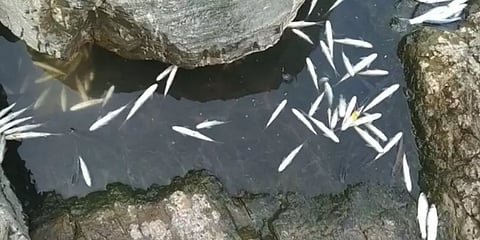 மேட்டூர் அணையில் கலக்கும் ரசாயன கழிவு நீர் - செத்து மிதக்கும் மீன்களால் பொதுமக்கள் அச்சம்