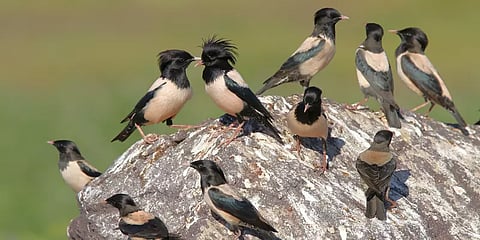 சுற்றுலா பயணிகளை போல் தென்னாப்பிரிக்காவிலிருந்து நீலகிரி வந்துள்ள ரோசி ஸ்டார்லிங் பறவைகள்!