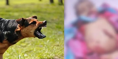 நாய் கடித்த பெண்ணுக்கு ரூ.2 லட்சம் இழப்பீடு - நுகர்வோர் நீதிமன்றம் அதிரடி உத்தரவு