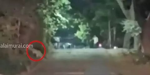 மும்பையில் இரண்டு வயது குழந்தையை கொன்ற சிறுத்தைகள்.. கூண்டுக்குள் சிக்கியது!