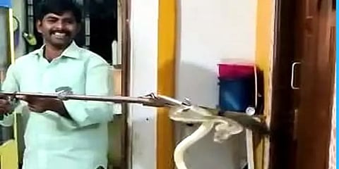 பூந்தமல்லி: சமையலறையில் புகுந்த நல்ல பாம்பு – லாவகமாக பிடித்த விலங்கின ஆர்வலர்