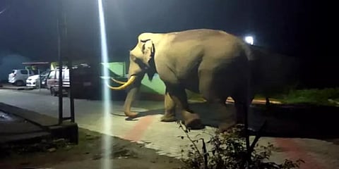 மூணாறு: குடியிருப்பு பகுதிகளில் உலாவரும் கொம்பன் காட்டுயானை – உறக்கத்தை தொலைத்த மக்கள்