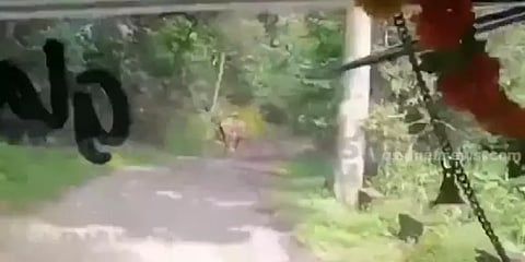 துரத்திய காட்டு யானை; சாதுர்யமாக 8 கிமீ-க்கு பஸ்ஸை இயக்கிய டிரைவர்.. பரபர சேஸிங்!