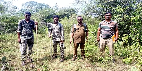 கரடிகளால் அச்சம்: தீ பந்தத்துடன் வன உயிரின கணக்கெடுப்பில் ஈடுபட்டுள்ள வனத்துறையினர்
