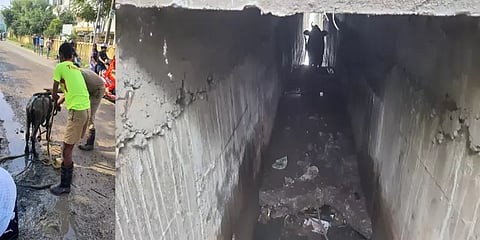 மூடப்படாத மழைநீர் கால்வாய்... தவறிவிழுந்த மாடுகள்! அலட்சியத்தால் தொடரும் விபத்துகள்