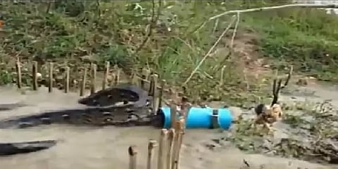 ராட்சத மலைப்பாம்பை பிடிக்க இத்துனூண்டு கோழியா? வைரல் வீடியோவும், நெட்டிசன்ஸ் ரியாக்ஷனும்!