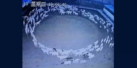 என்ன நடந்தது? - 12 நாட்கள் இரவுப் பகலாக வட்டமிட்ட ஆடுகள்