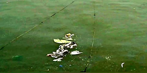 கன்னியாகுமரி: நிறம் மாறிய அரபிக்கடல்... செத்து மிதக்கும் மீன்கள் - ஆய்வு செய்ய கோரிக்கை