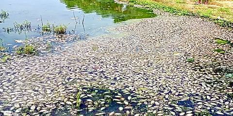 மாசடைந்த குளத்தில் கொத்து கொத்தாக செத்து மிதந்த மீன்கள்... தொழிற்சாலை கழிவு நீர் காரணமா?