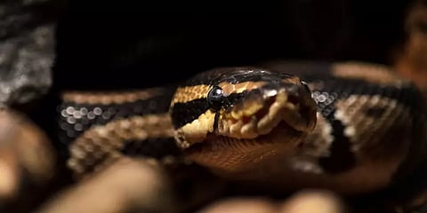 ஈரோடு: பாம்பு கனவுக்கு முற்றுப்புள்ளி வைக்க ஜோதிடரை நாடிய நபருக்கு நேர்ந்த பரிதாபம்