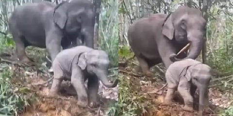 ”இரு இரு நான் இறங்குற அதே மாதிரி பண்ணு” -குட்டிக்கு பாடமெடுத்த தாய் யானையின் க்யூட் க்ளிப்