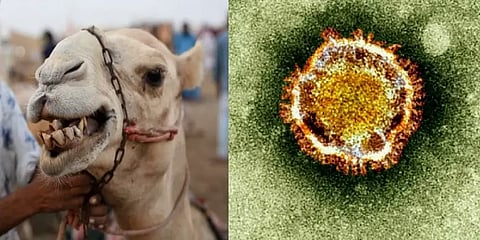 கொரோனாவுக்கு இணையான அச்சுறுத்தலா கேமல் ஃப்ளூ? MERS தொற்றின் அறிகுறிகளும் தாக்கங்களும்!