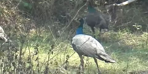 மயிலை கடித்து குதறிய நாய்கள்! காப்பாற்றி சிகிச்சை அளித்த இளைஞர்கள்!