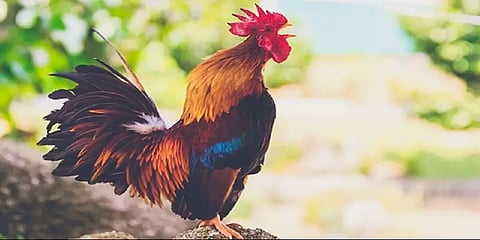 ”இப்படி தினமும் கூவினா எப்படி தூங்குறது?”-சேவலால் எரிச்சலாகி போலீசை நாடிய இந்தூர் டாக்டர்!