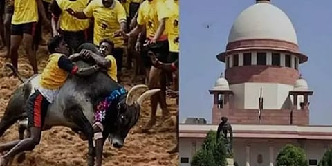 ஜல்லிக்கட்டு வழக்கில் நீதிபதிகளின் கேள்விகளும், தமிழக அரசின் நீண்ட, தெளிவான விளக்கமும்!